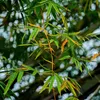 anh_ba_bao6789