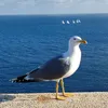 peter.c425