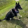 romeo_the_gsd10