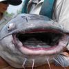 dumbazzcatfish
