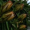 harida_
