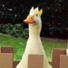 gentleduckaudios