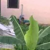 quang1997st