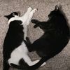catmom413
