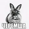 mqwshshsh