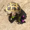 turbotortoise2