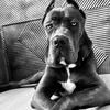 pike_canecorso