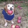 appledog111