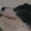 blurcat_