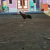 ernyilham