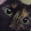 milu_thecat_