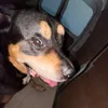 geccomybuddy123