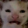 jaez303