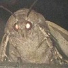 a__moth