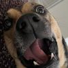 scoopvibes