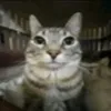 nibbusus