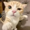 noeljratilano