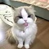 z_shwwx