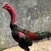 phucvo386