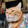 wethecatpeople