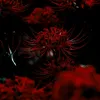 zorawashington4