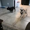luna_june_adventures