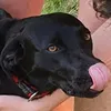 sarkasaa