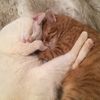 louiethecatandfri