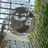 nhin_nhamng