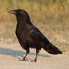 corvuspitch04