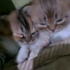 momombul_