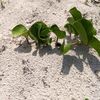 sandbruja