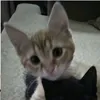 ritalol_