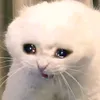 hanatruyenaudio