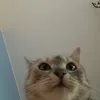 _asiiija_