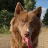 Koda 🐻