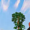 balelol13