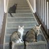 thethreediffrentcats