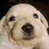 mi_cachorro7