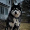 kaitlynskrazykennel