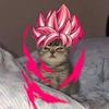 freaky_goku_cat