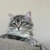 aslanthebaby