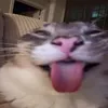 noleebw