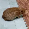 _thwmlyn
