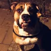 floki_4_bud
