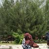 ankorg295