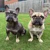lifeofmagsandbetty