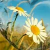 shahan00987