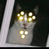 _..vampirecat