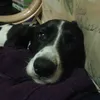 maxmillsplayer